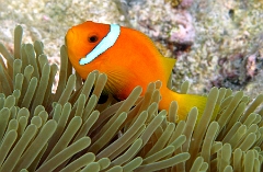 IMG_7776rc_Maldives_Madoogali_Poisson Clown des Maldives - Amphiprion Nigripe